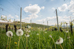 VISITA TRA BOTTI E VIGNETI CON DEGUSTAZIONE DI CINQUE VINI BIOLOGICI