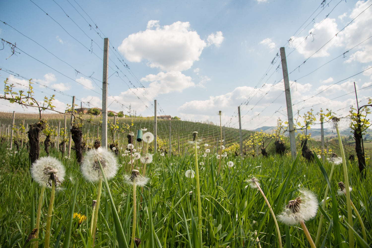 VINEYARDS AND CELLAR TOUR WITH TASTING OF FIVE ORGANIC WINES